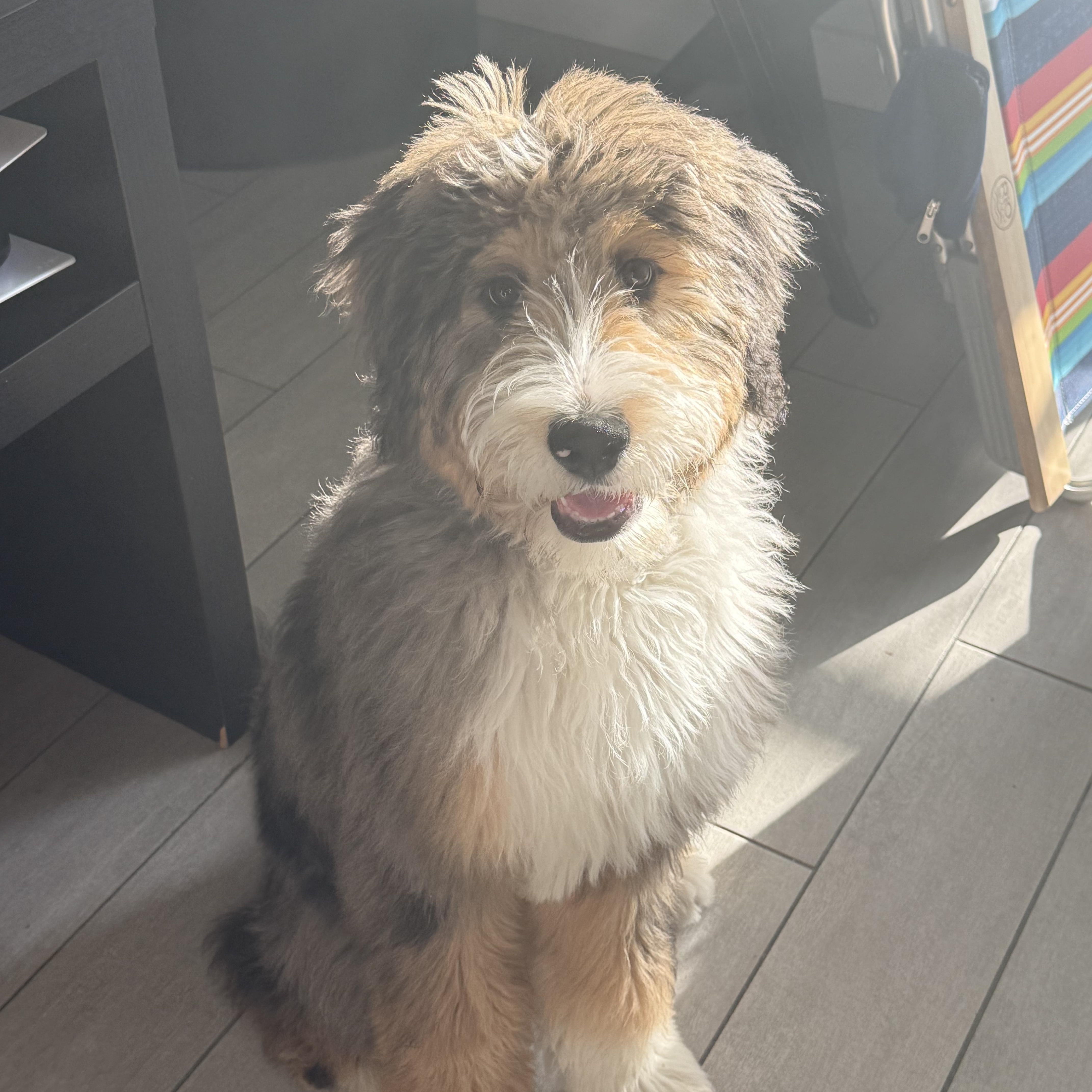 Enlarge PUPPY:  Max ~~ ATLANTA AREA ~~ CONTACT DIANE FOR INFO ~~ wcwdsw@gmail.com, an adopted mixed breed in Alpharetta, GA image 4/5