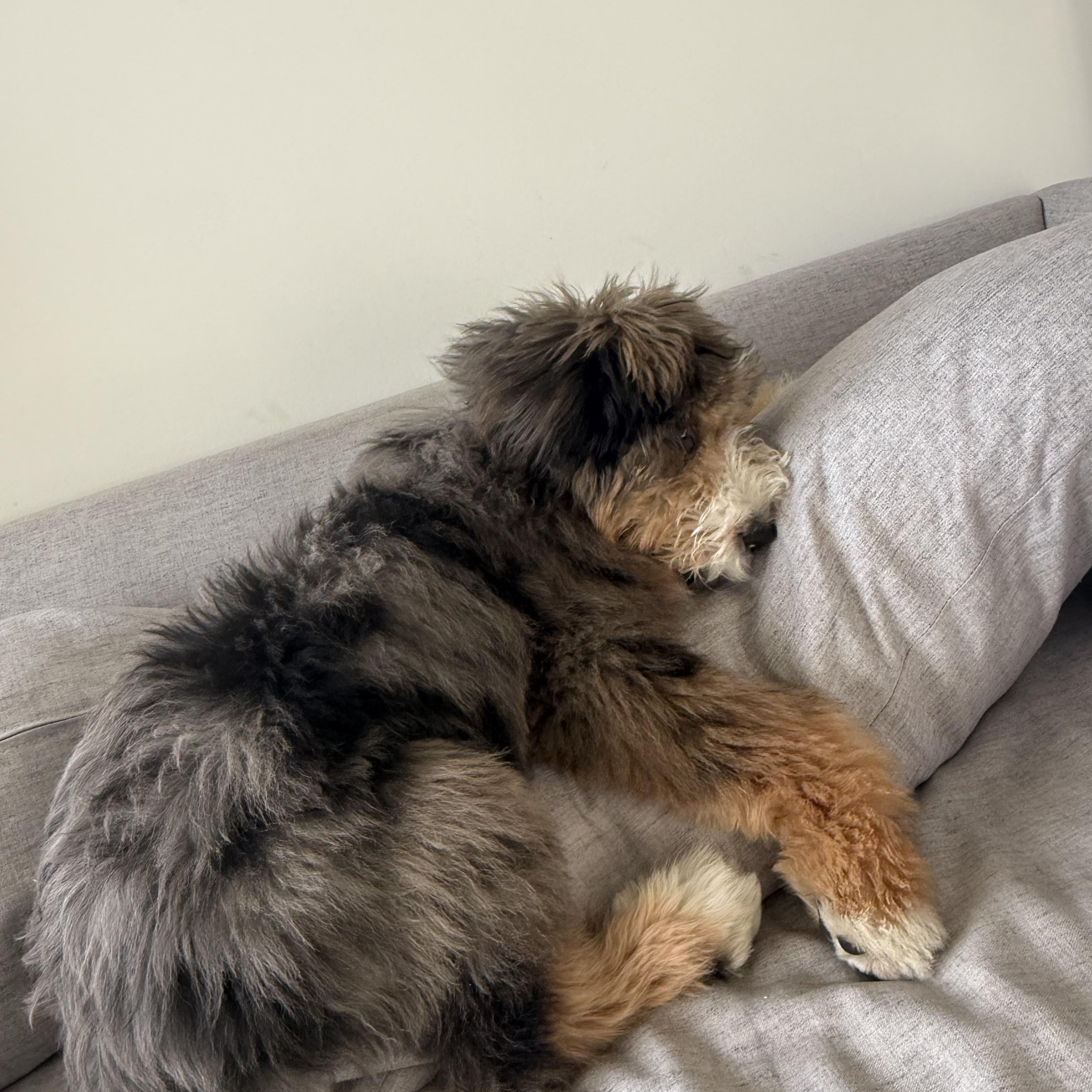 Enlarge PUPPY:  Max ~~ ATLANTA AREA ~~ CONTACT DIANE FOR INFO ~~ wcwdsw@gmail.com, an adopted mixed breed in Alpharetta, GA image 5/5