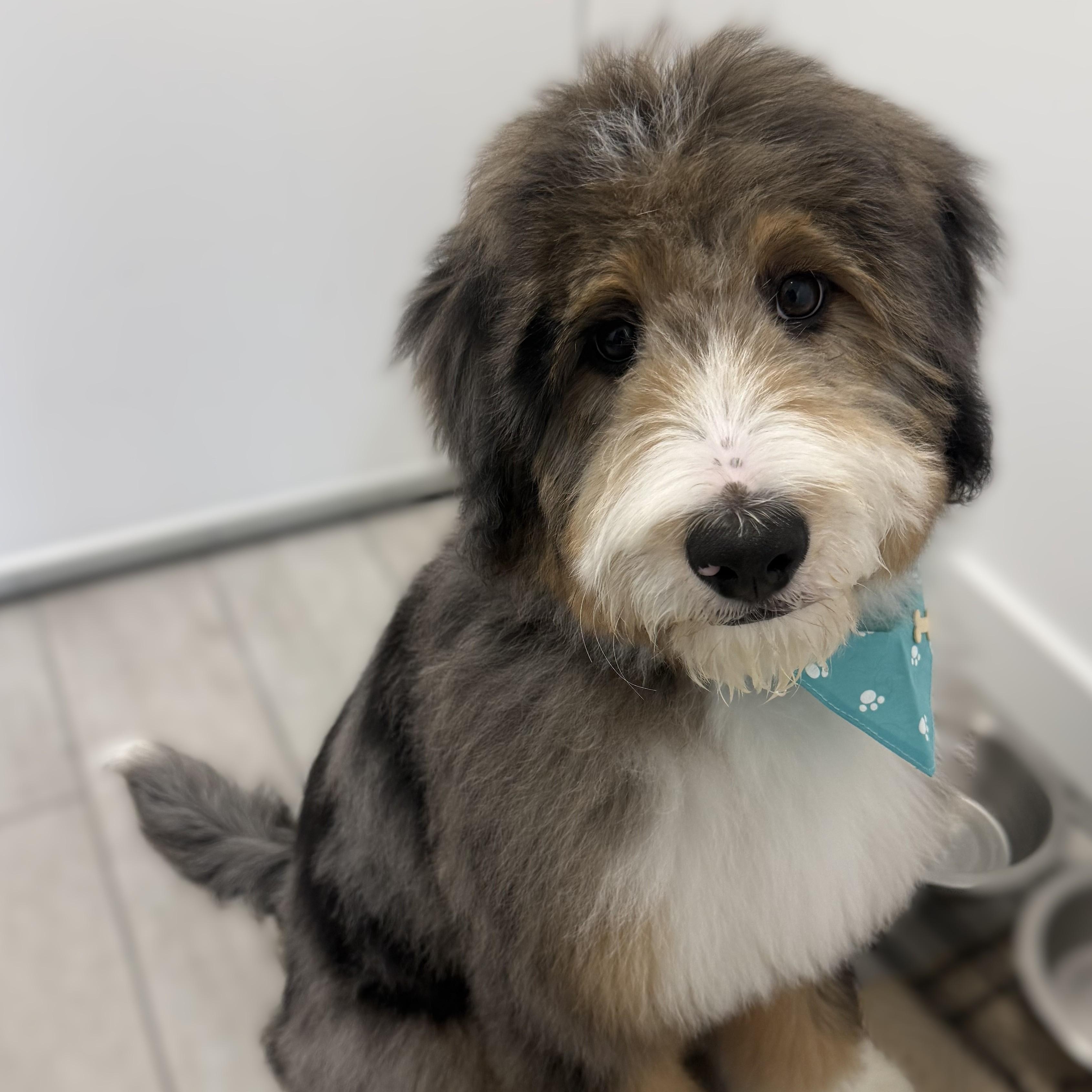 PUPPY:  Max ~~ ATLANTA AREA ~~ CONTACT DIANE FOR INFO ~~ wcwdsw@gmail.com, adopted, Puppy Male Bernedoodle & Poodle.