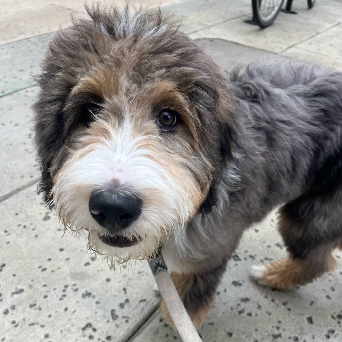 Enlarge PUPPY:  Max ~~ ATLANTA AREA ~~ CONTACT DIANE FOR INFO ~~ wcwdsw@gmail.com, an adopted mixed breed in Alpharetta, GA image 3/5