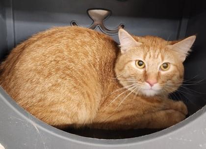 Enlarge Milo, a ADOPTABLE Domestic Short Hair in Butte, MT image 1/1