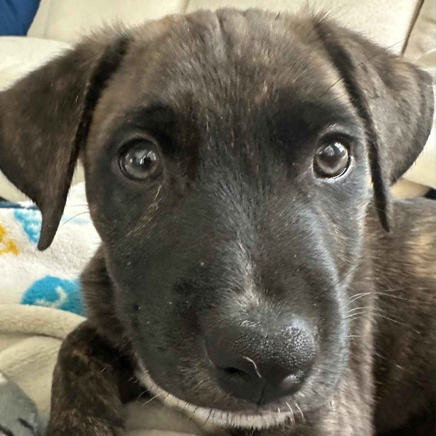Dan, Adoptable, Puppy Male Shepherd & Terrier.