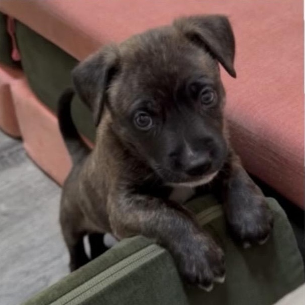 Enlarge Dan, a Adoptable mixed breed in Waxhaw, NC image 4/6