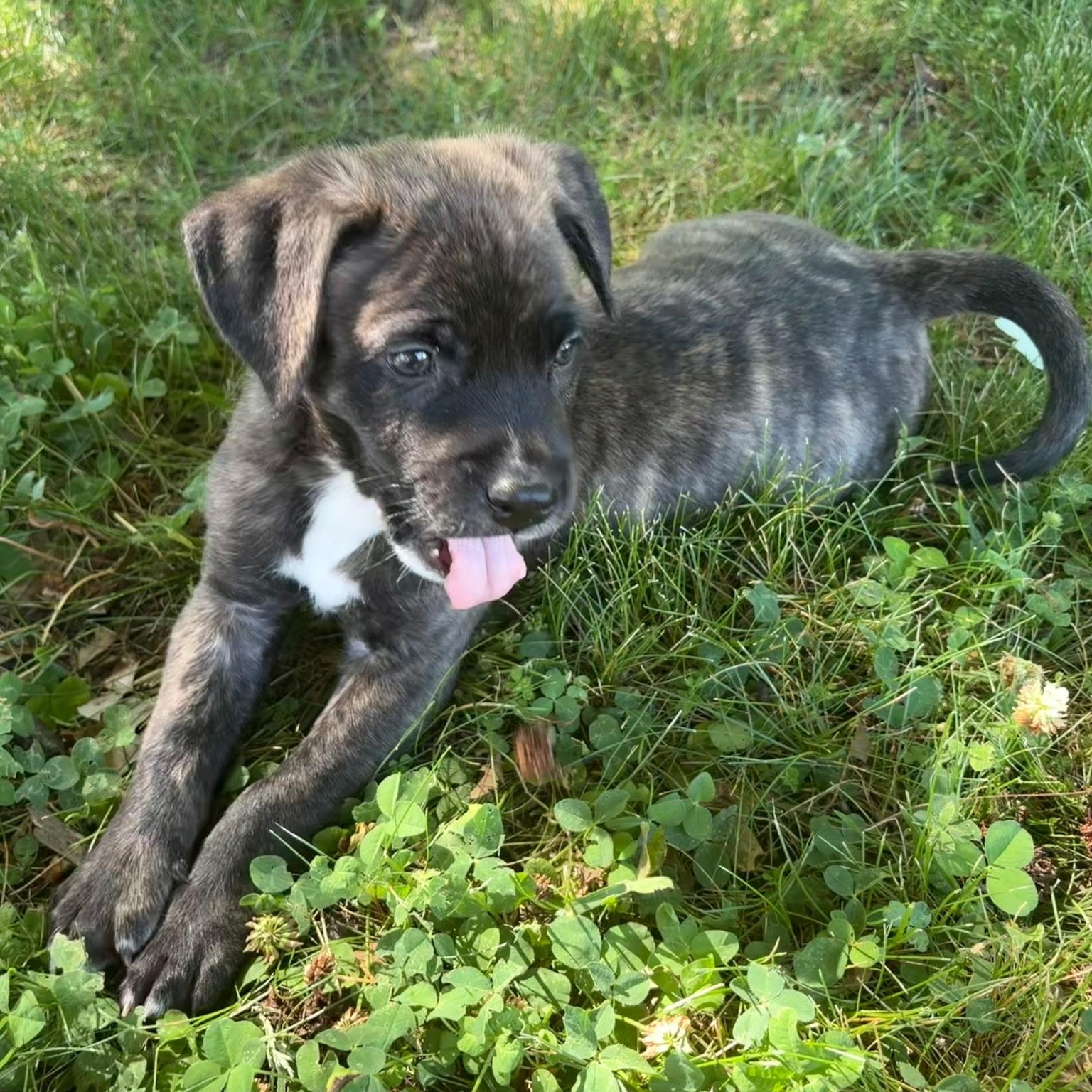Enlarge Dan, a Adoptable mixed breed in Waxhaw, NC image 3/6