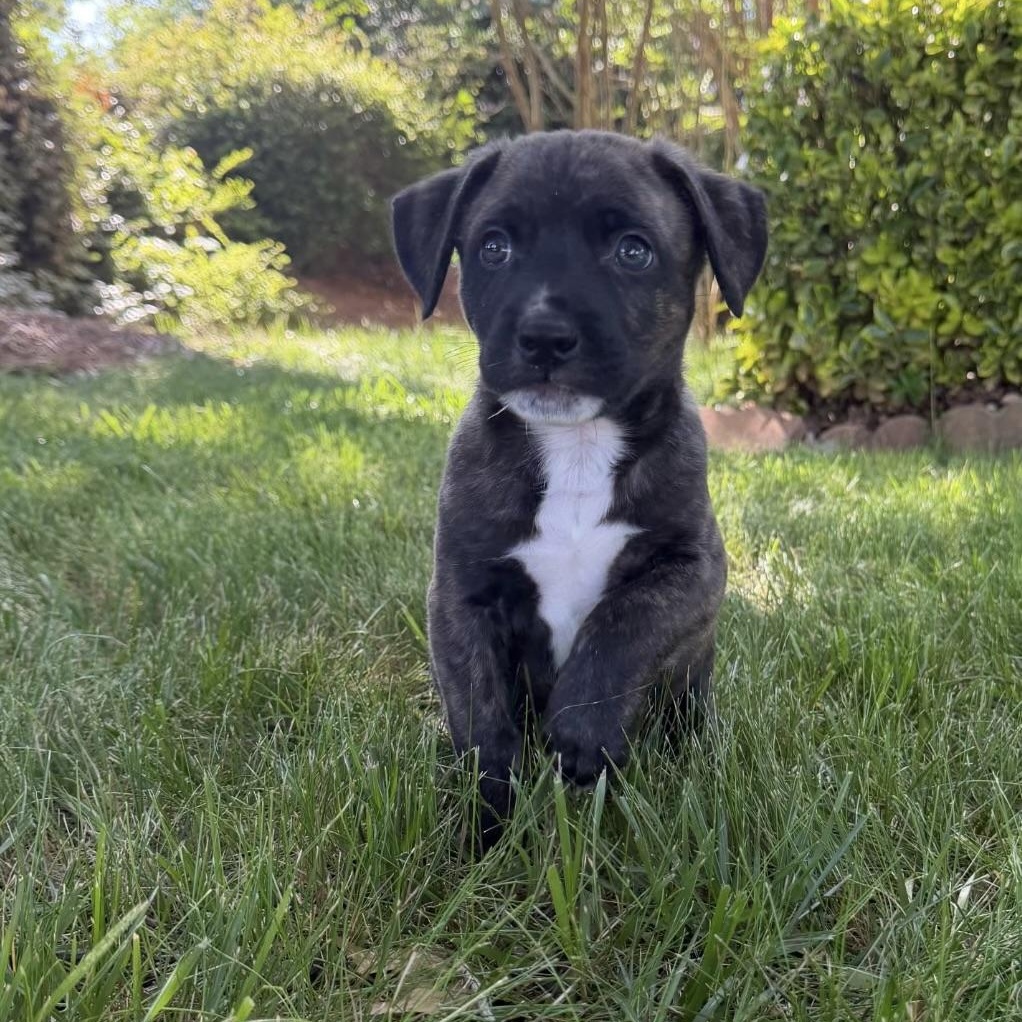 Enlarge Dan, a Adoptable mixed breed in Waxhaw, NC image 2/6