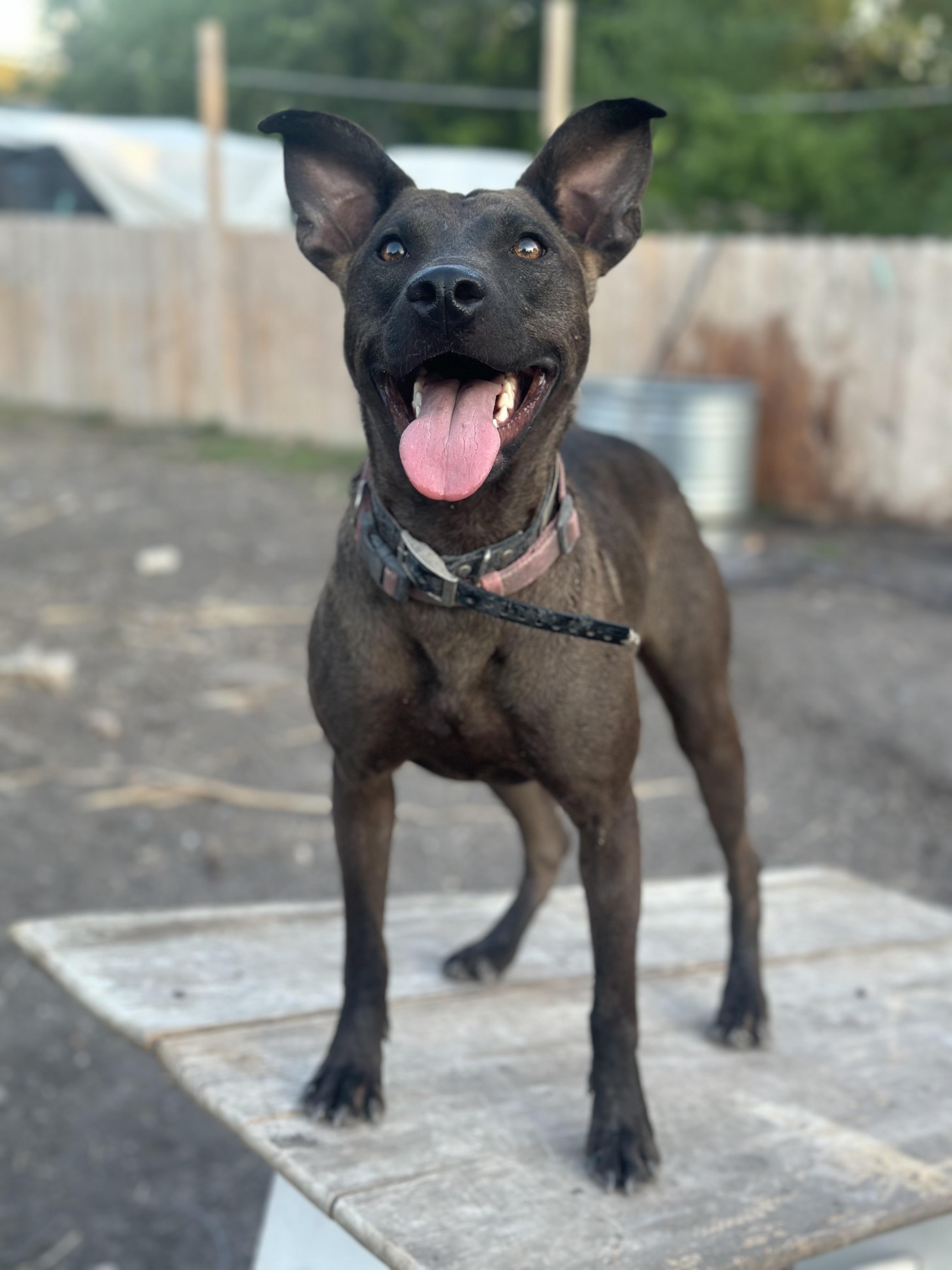 Minnow, Adoptable, Adult Female Pit Bull Terrier.