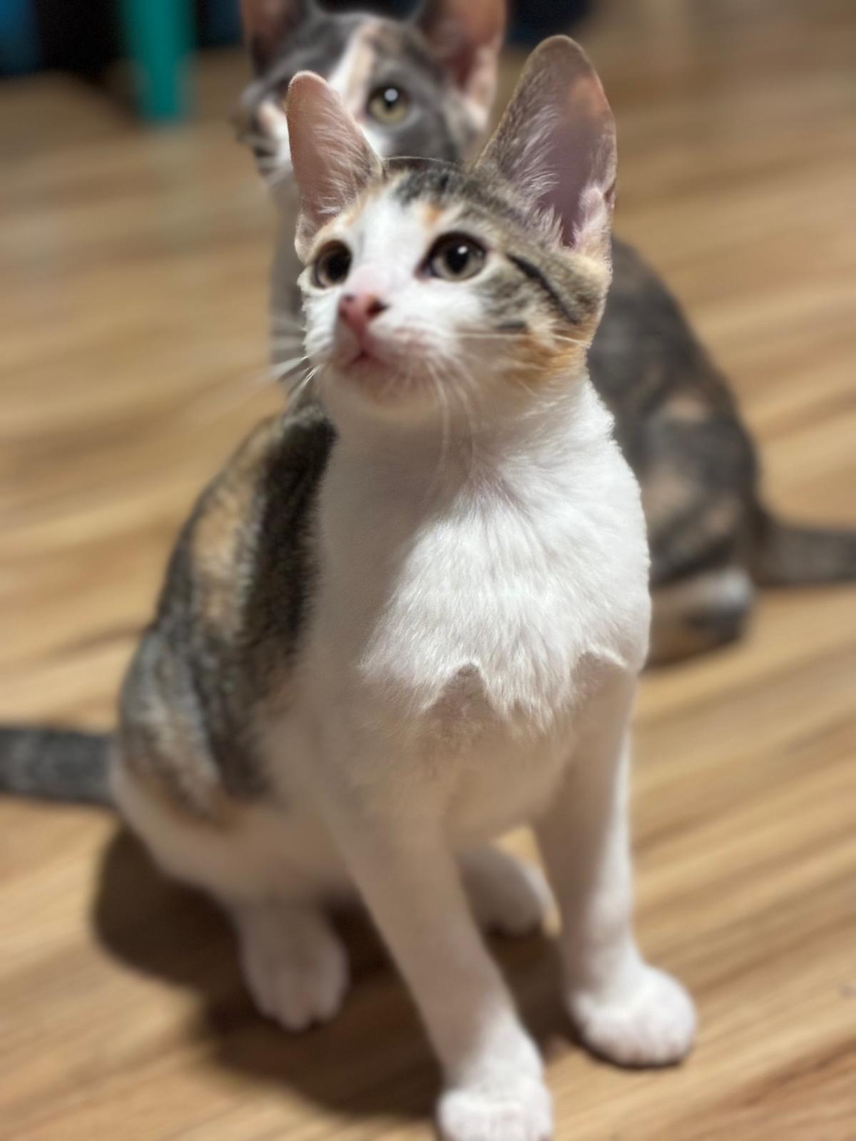 Enlarge Mischief, a Adopted Calico in Sandy Springs, GA image 3/6