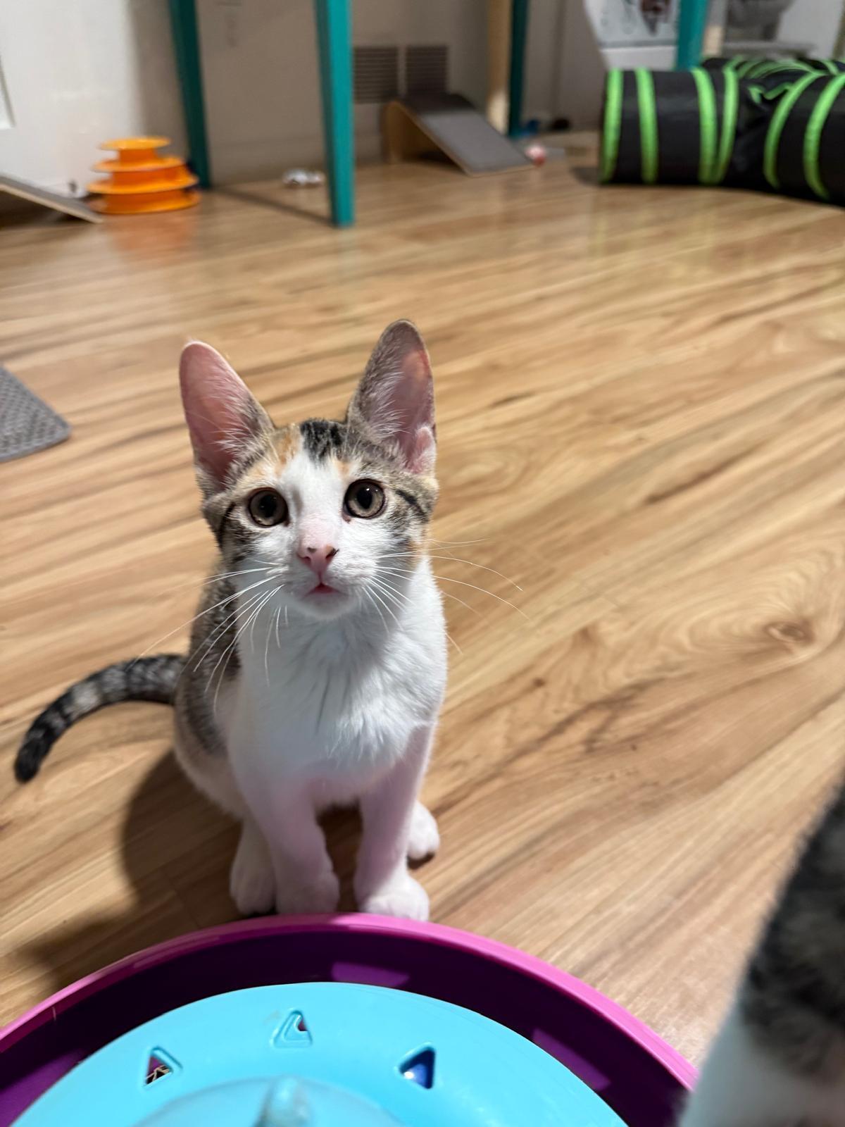 Enlarge Mischief, a Adopted Calico in Sandy Springs, GA image 2/6