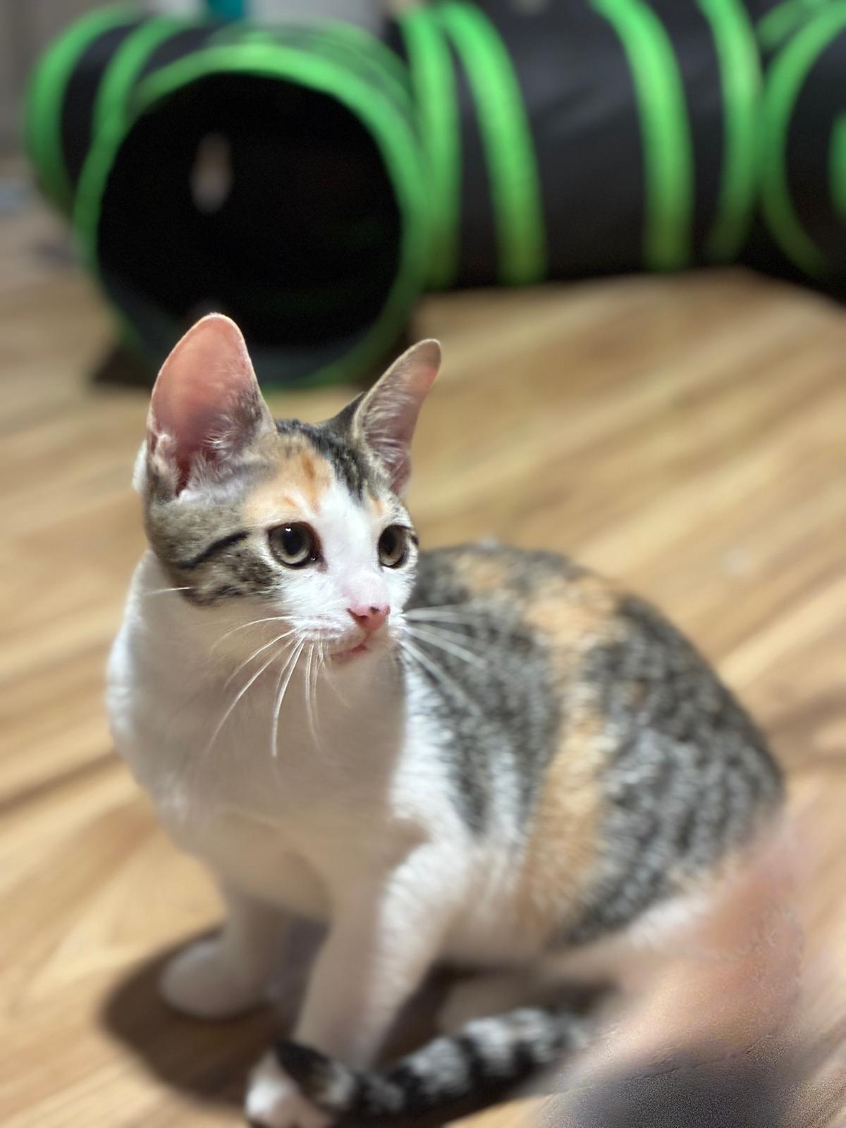 Mischief, Adopted, Kitten Female Calico.