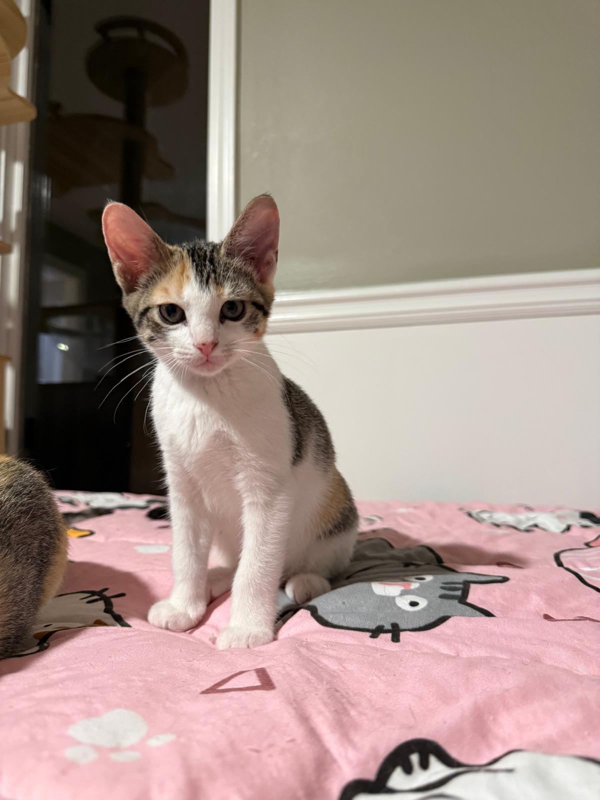 Enlarge Mischief, a Adopted Calico in Sandy Springs, GA image 5/6
