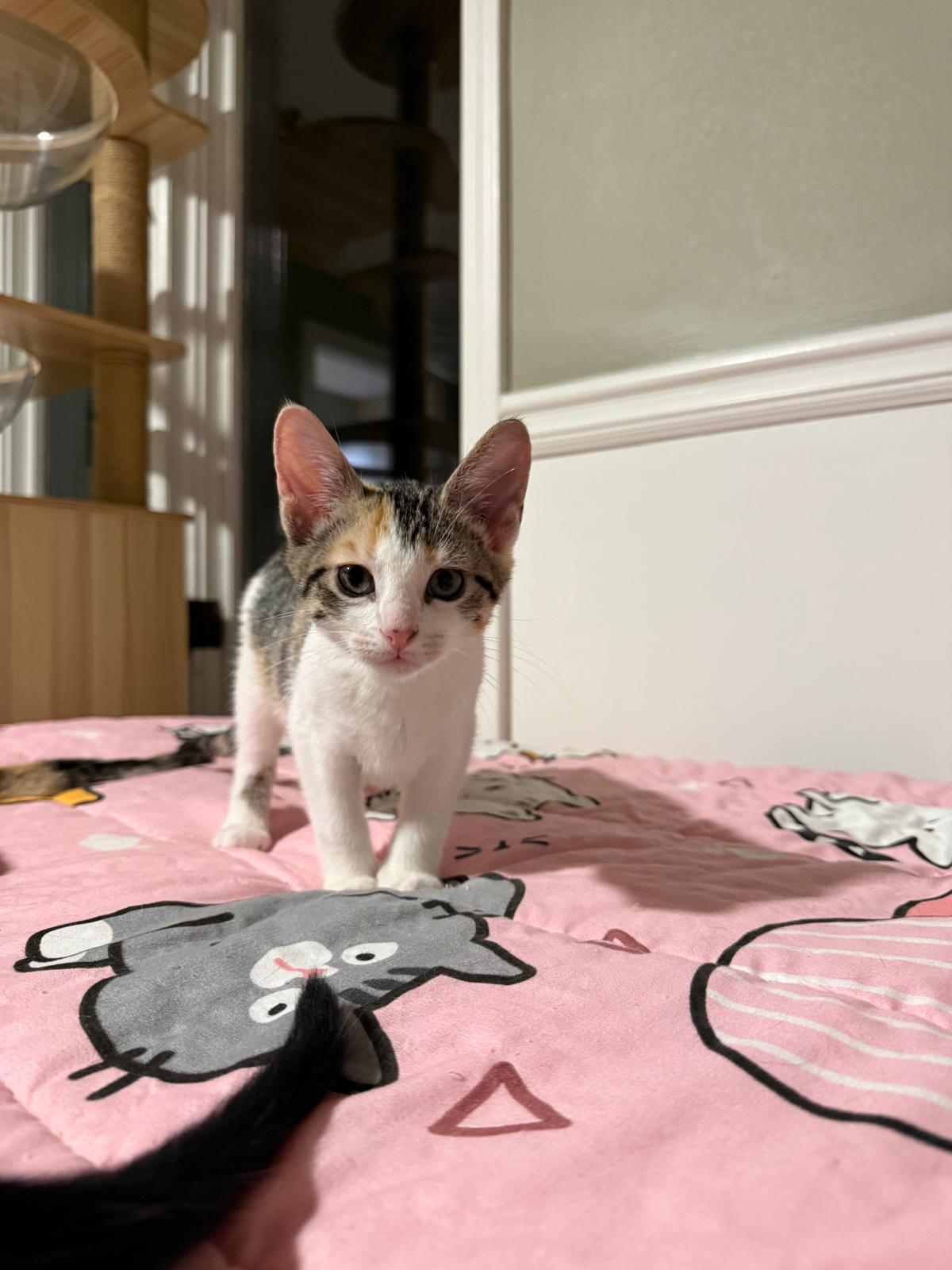 Enlarge Mischief, a Adopted Calico in Sandy Springs, GA image 4/6