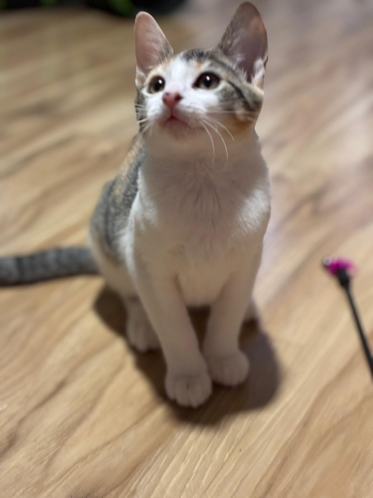 Enlarge Mischief, a Adopted Calico in Sandy Springs, GA image 6/6