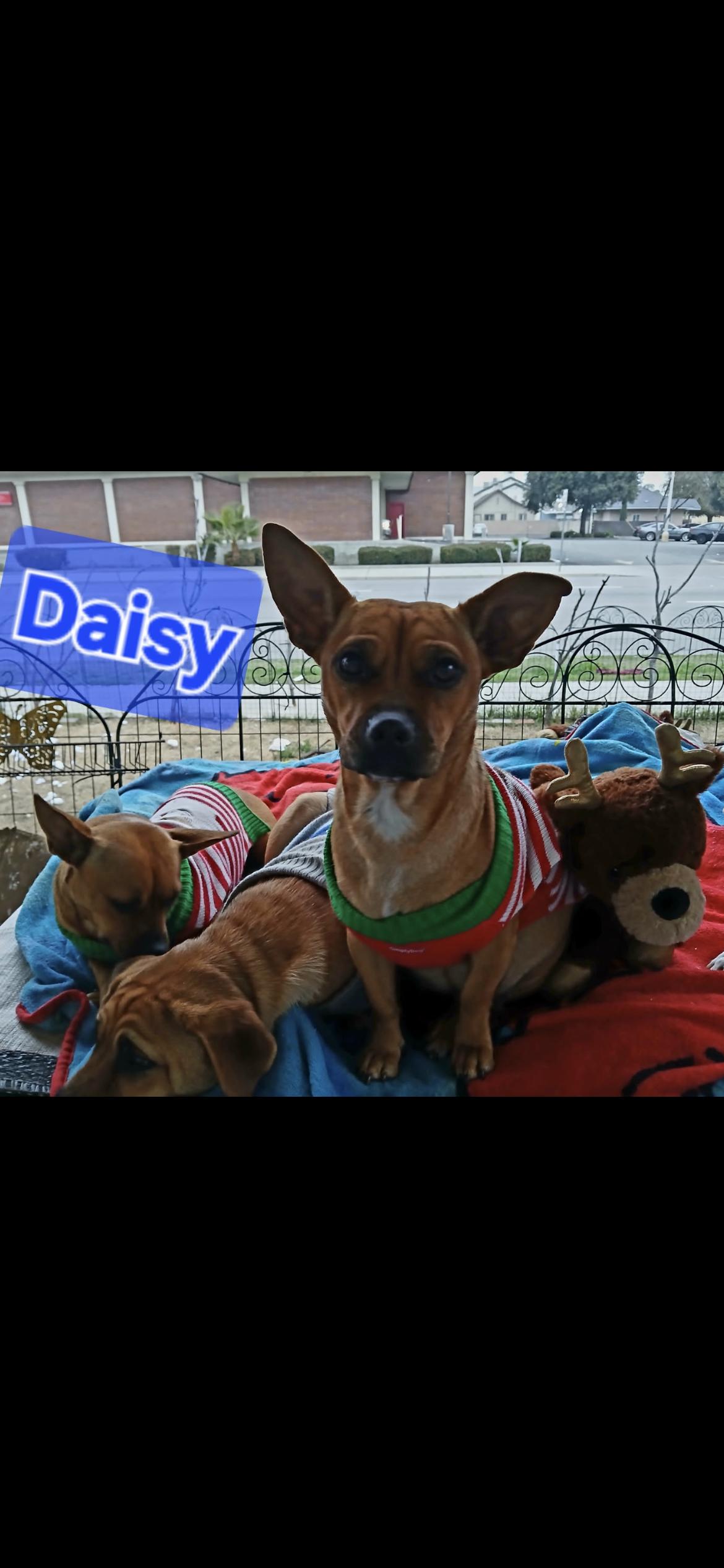 Daisy, Adoptable, Adult Female Chihuahua & Black Mouth Cur.