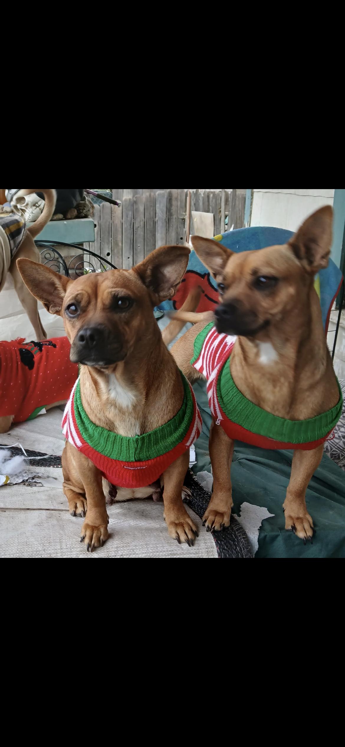 Daisy, a Adoptable mixed breed in Hamden, CT image 5/6