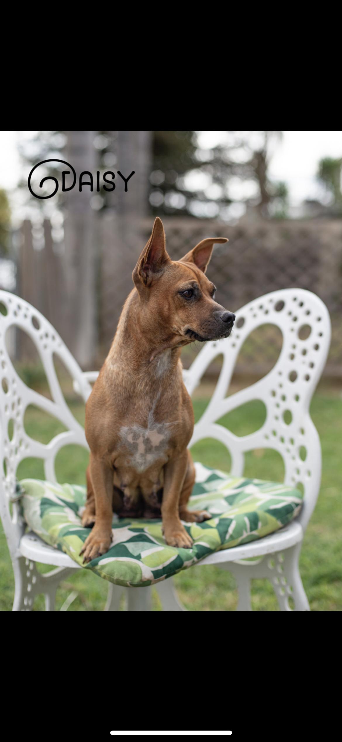 Daisy, a Adoptable mixed breed in Hamden, CT image 2/6