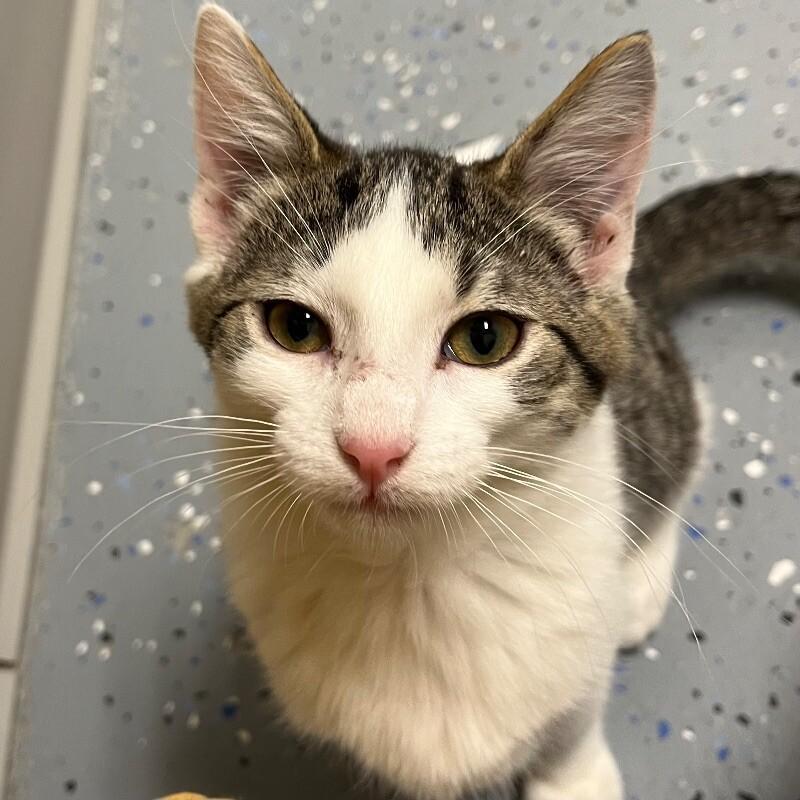 Saturn, Adoptable, Young Male Domestic Short Hair.