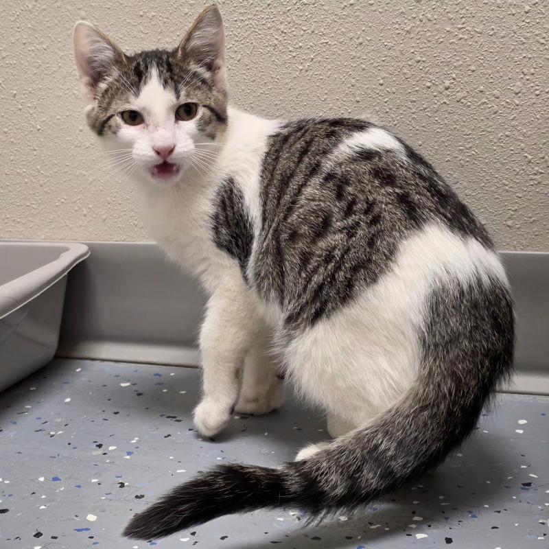 Saturn, Adoptable, Young Male Domestic Short Hair.