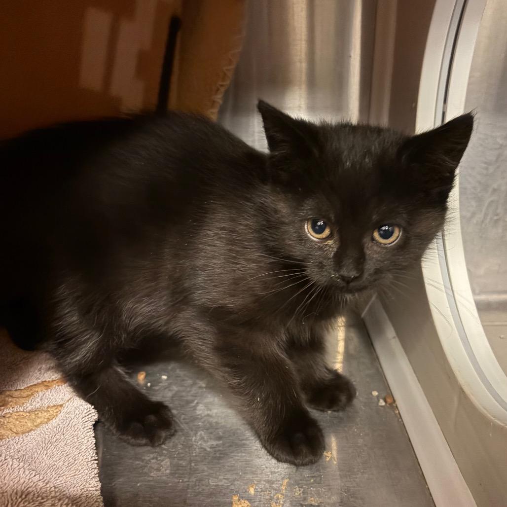 Enlarge Azalea, a Adoptable Domestic Short Hair in Council Bluffs, IA image 1/1