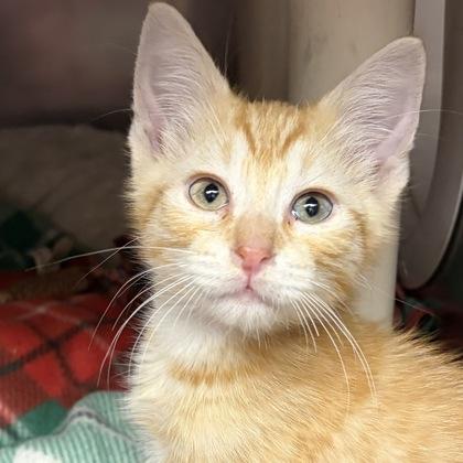 Chandler, adopted, Young Male Domestic Short Hair.