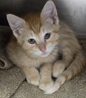 Chandler, an adopted Domestic Short Hair in North Myrtle Beach, SC image 4/5