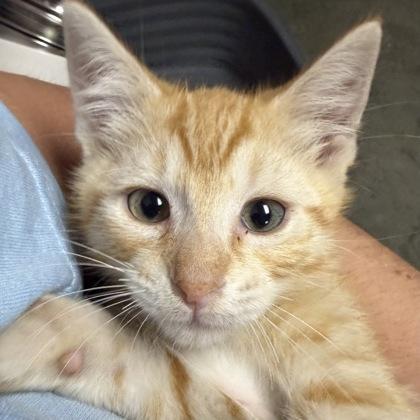 Chandler, an adopted Domestic Short Hair in North Myrtle Beach, SC image 3/5