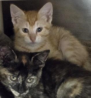 Chandler, an adopted Domestic Short Hair in North Myrtle Beach, SC image 5/5