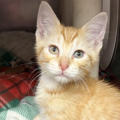 Chandler, an adopted Domestic Short Hair in North Myrtle Beach, SC image 2/5
