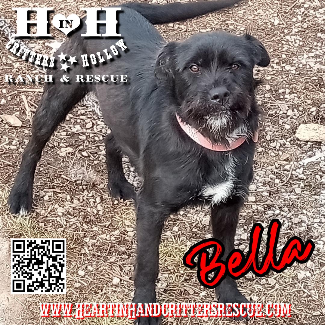 Enlarge Bella, a Adopted mixed breed in Stewart, TN image 3/6