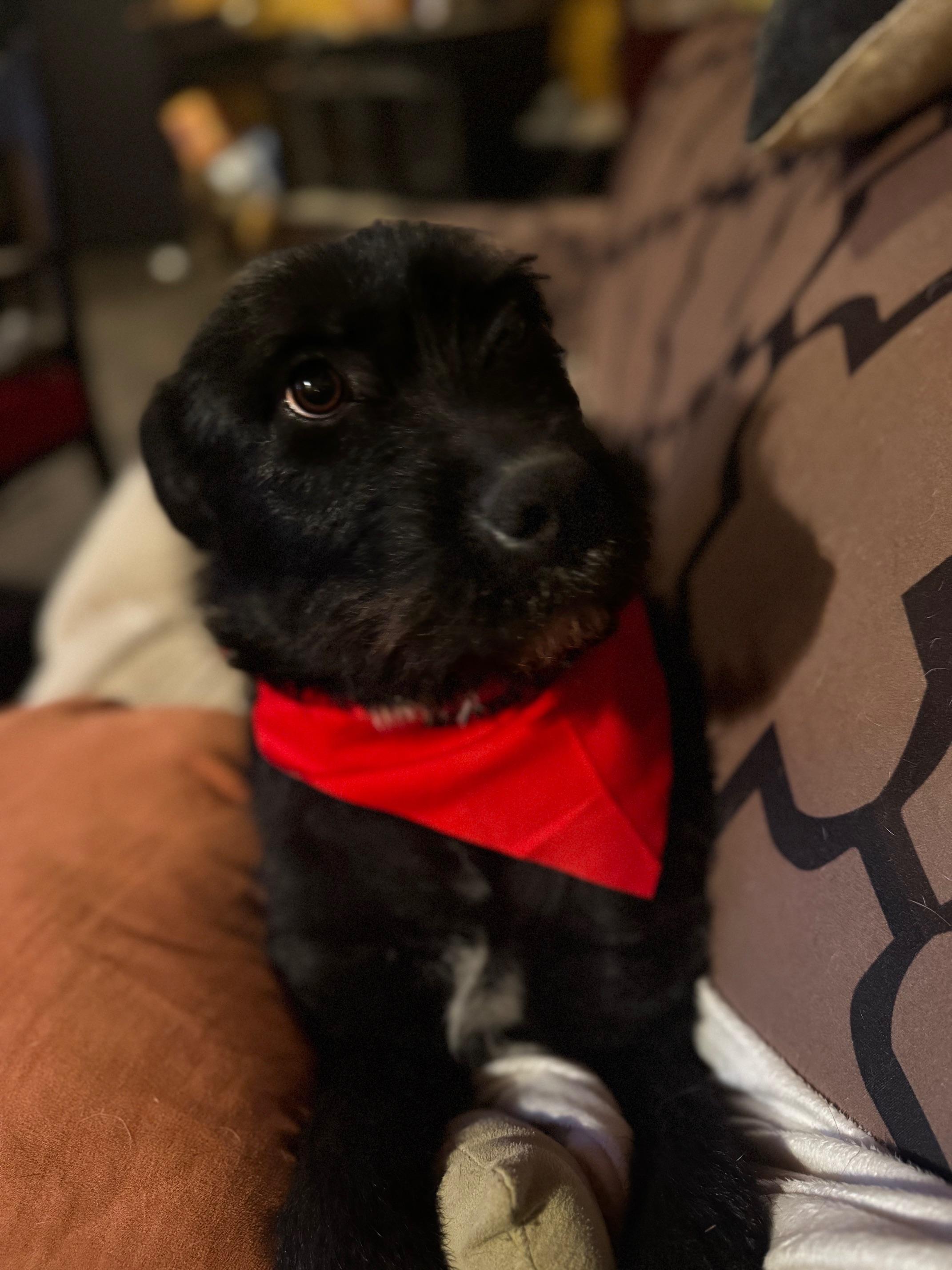 Enlarge Bella, a Adopted mixed breed in Stewart, TN image 4/6