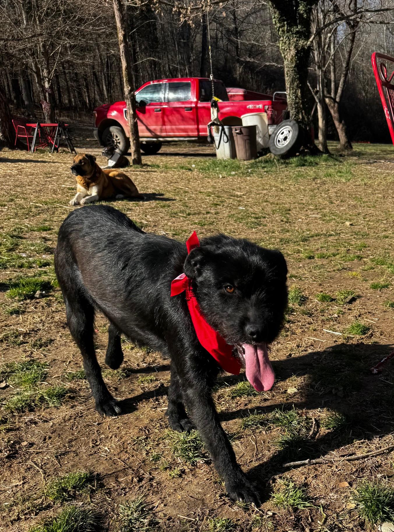 Enlarge Bella, a Adopted mixed breed in Stewart, TN image 5/6