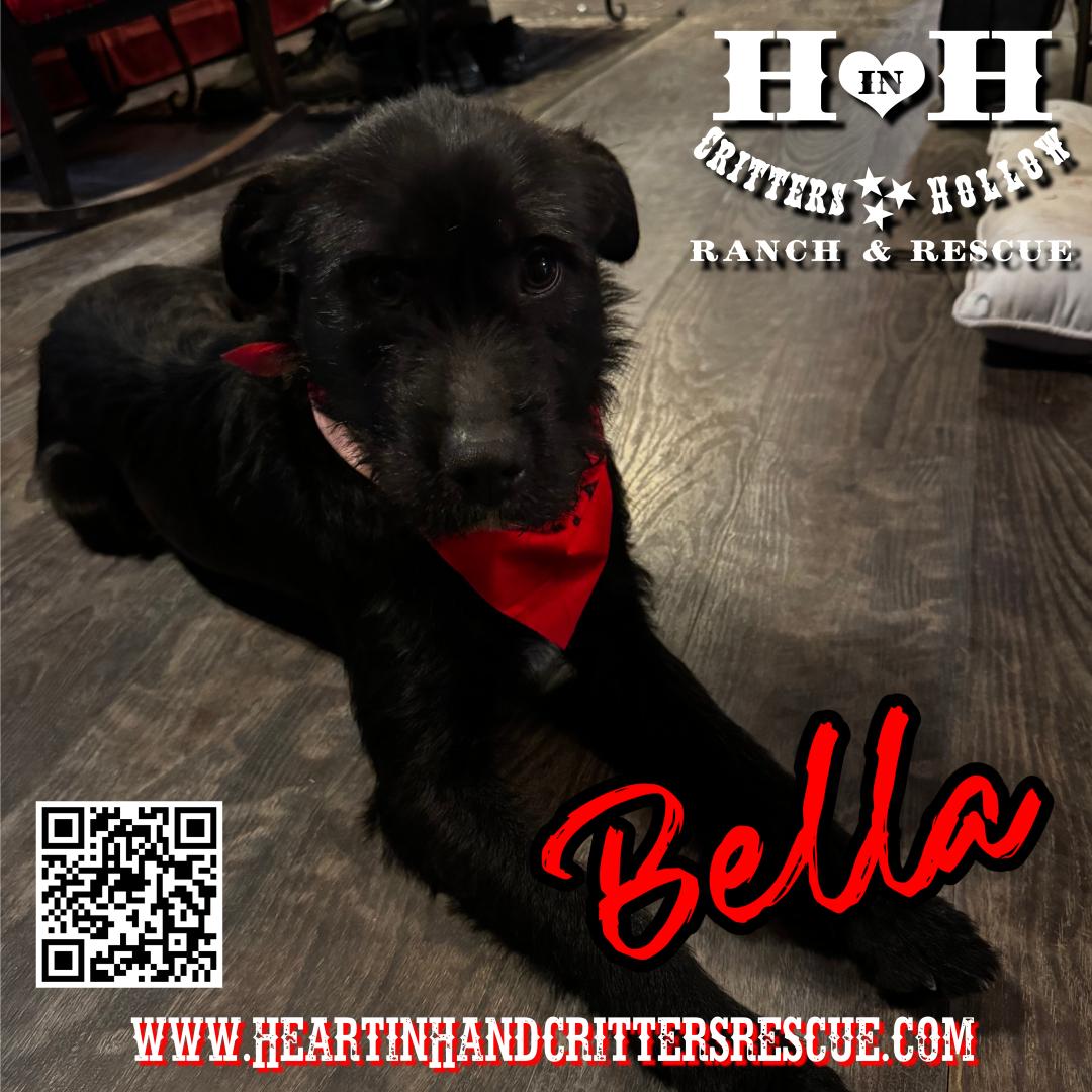 Bella, Adopted, Young Female Scottish Terrier & Black Labrador Retriever.