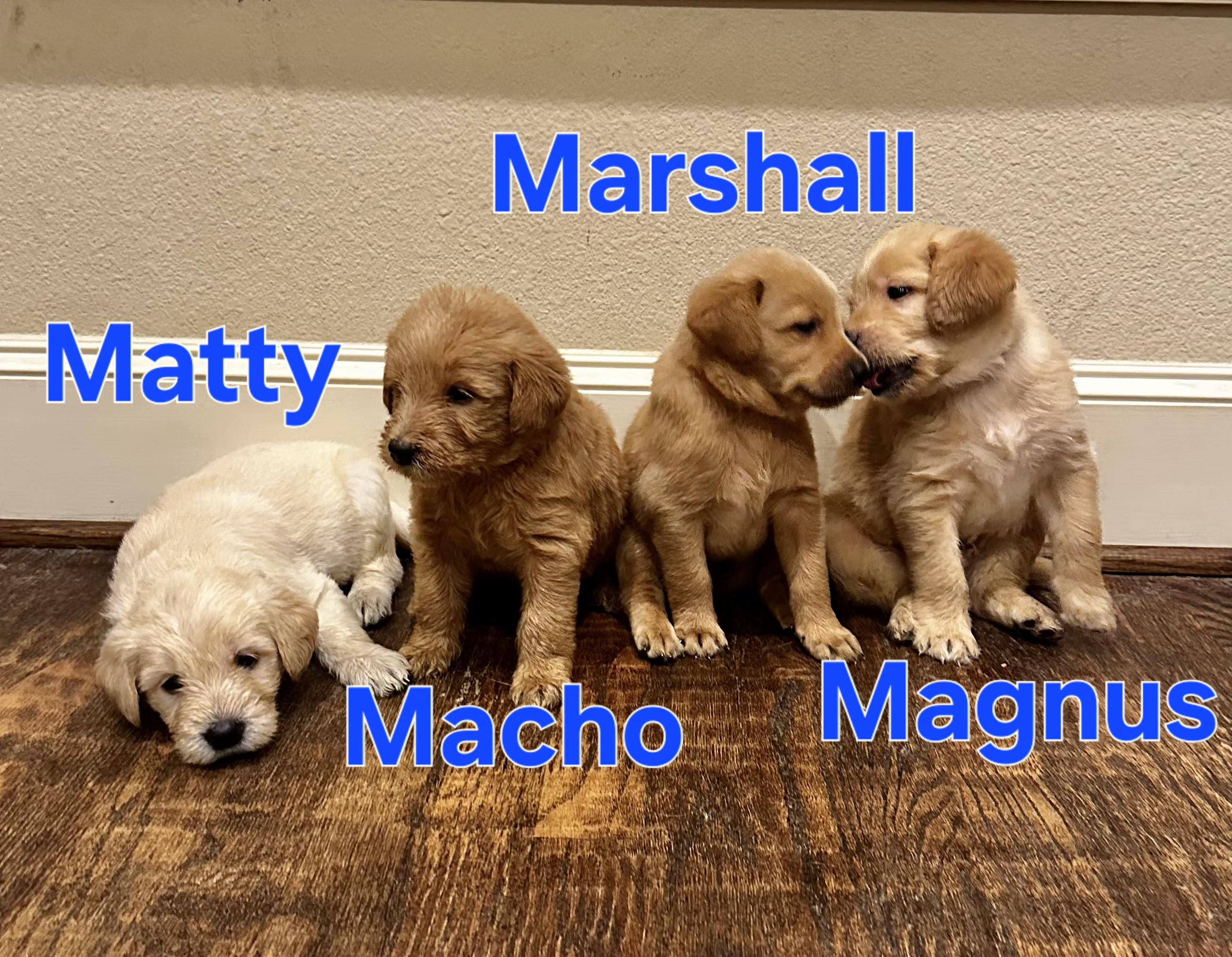 Macho, adopted, Puppy Male Goldendoodle & Labradoodle.