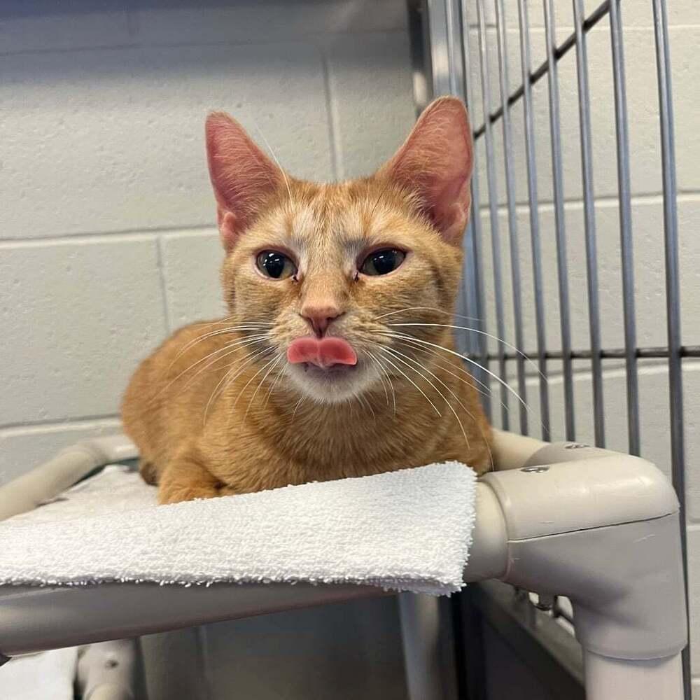 Molly, Adoptable, Young Female Domestic Short Hair.