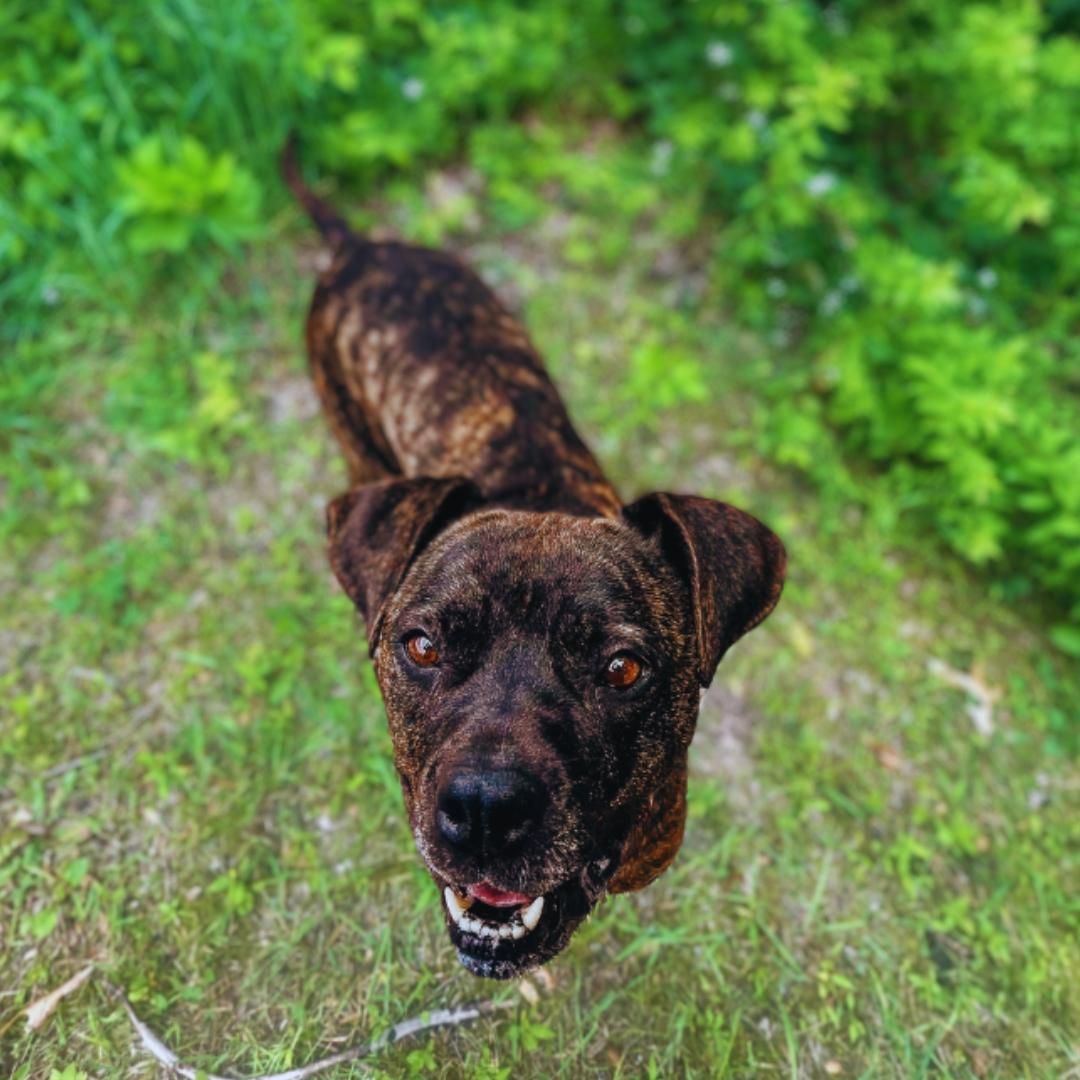 Maisy, a Adoptable mixed breed in Belleville, MI image 4/6