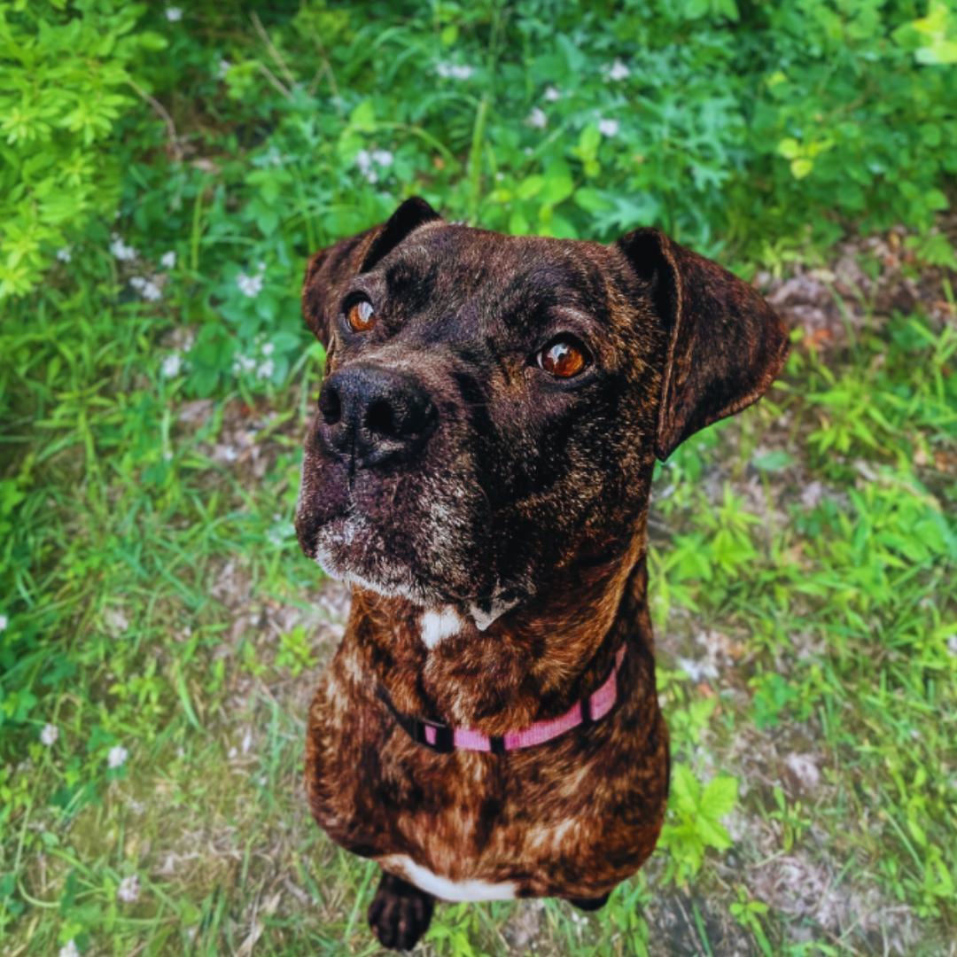 Maisy