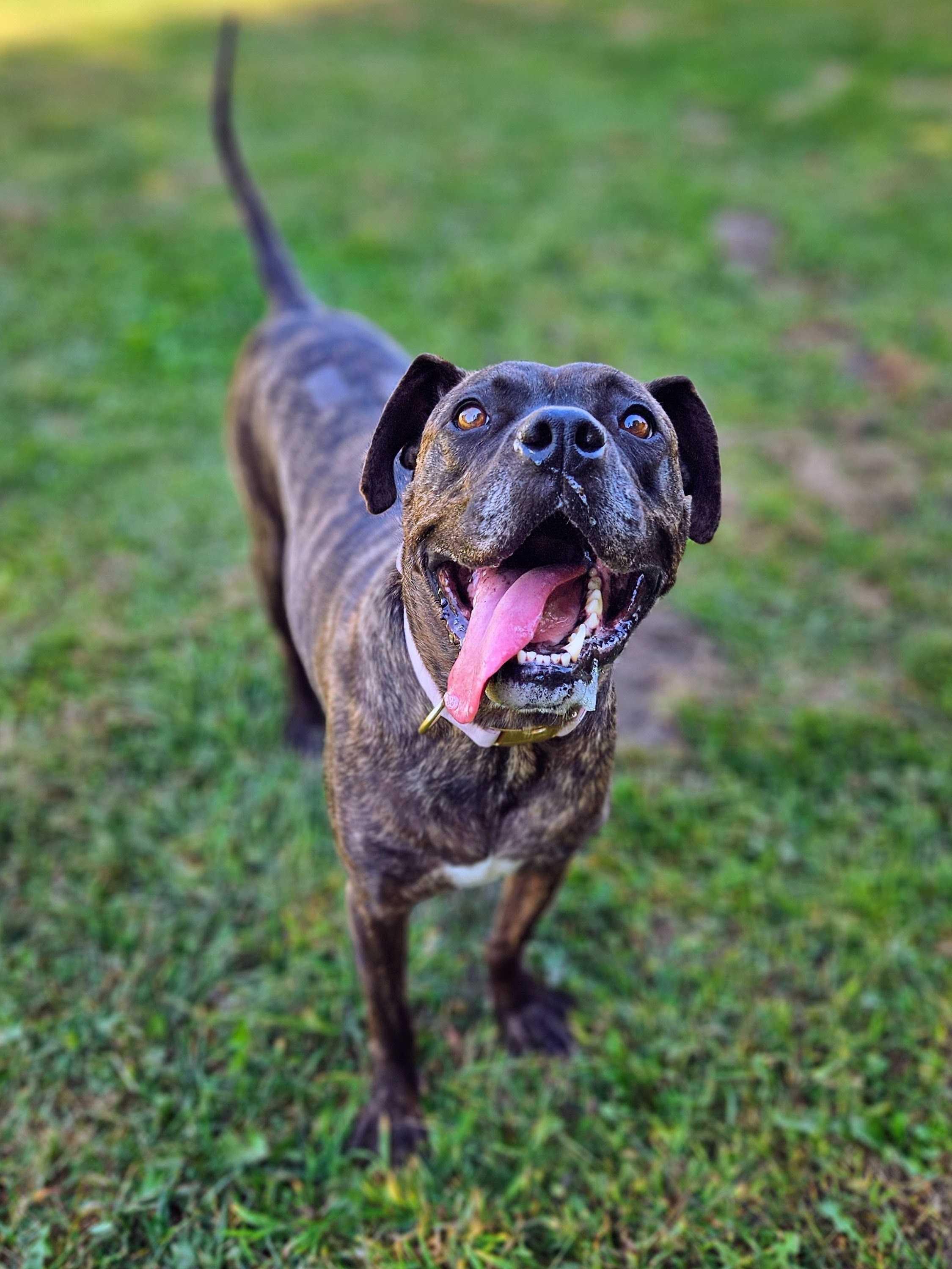 Maisy, a Adoptable mixed breed in Belleville, MI image 2/6