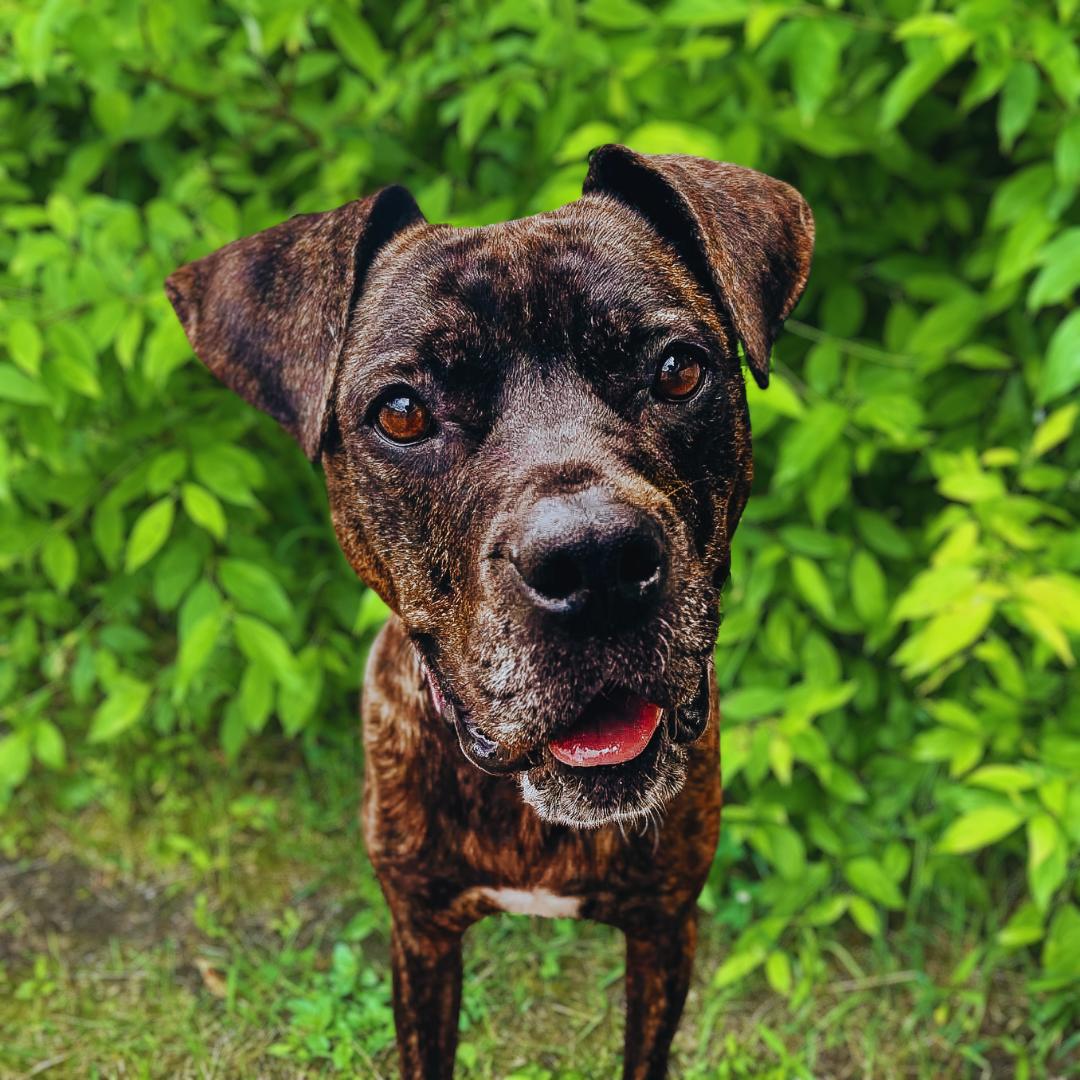 Maisy