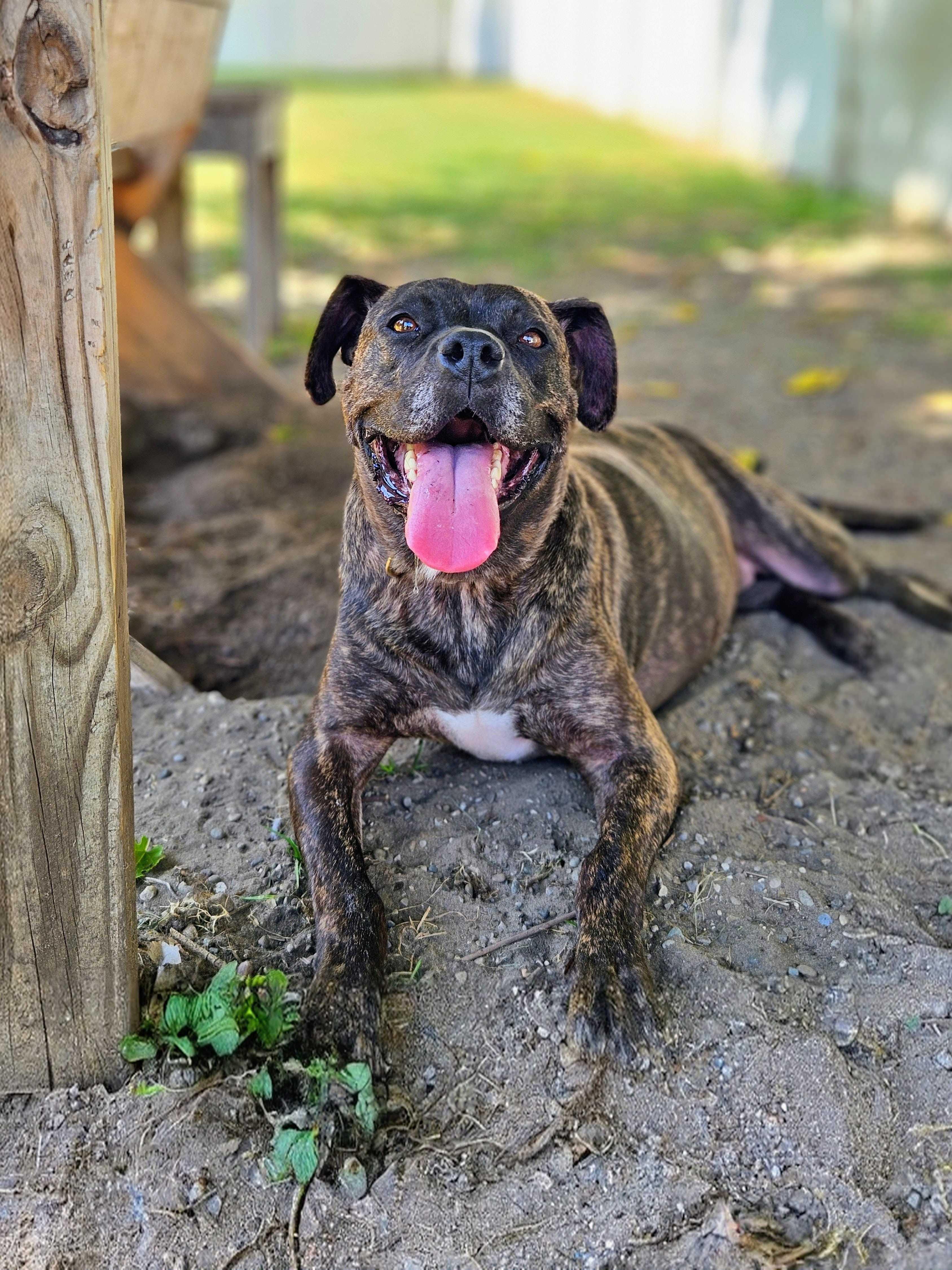 Maisy, a Adoptable mixed breed in Belleville, MI image 3/6
