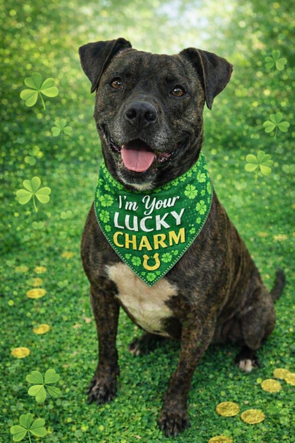 Maisy, Adoptable, Adult Female Mastiff.