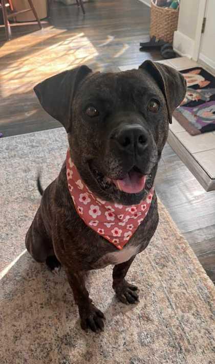 Maisy, a Adoptable mixed breed in Belleville, MI image 1/6