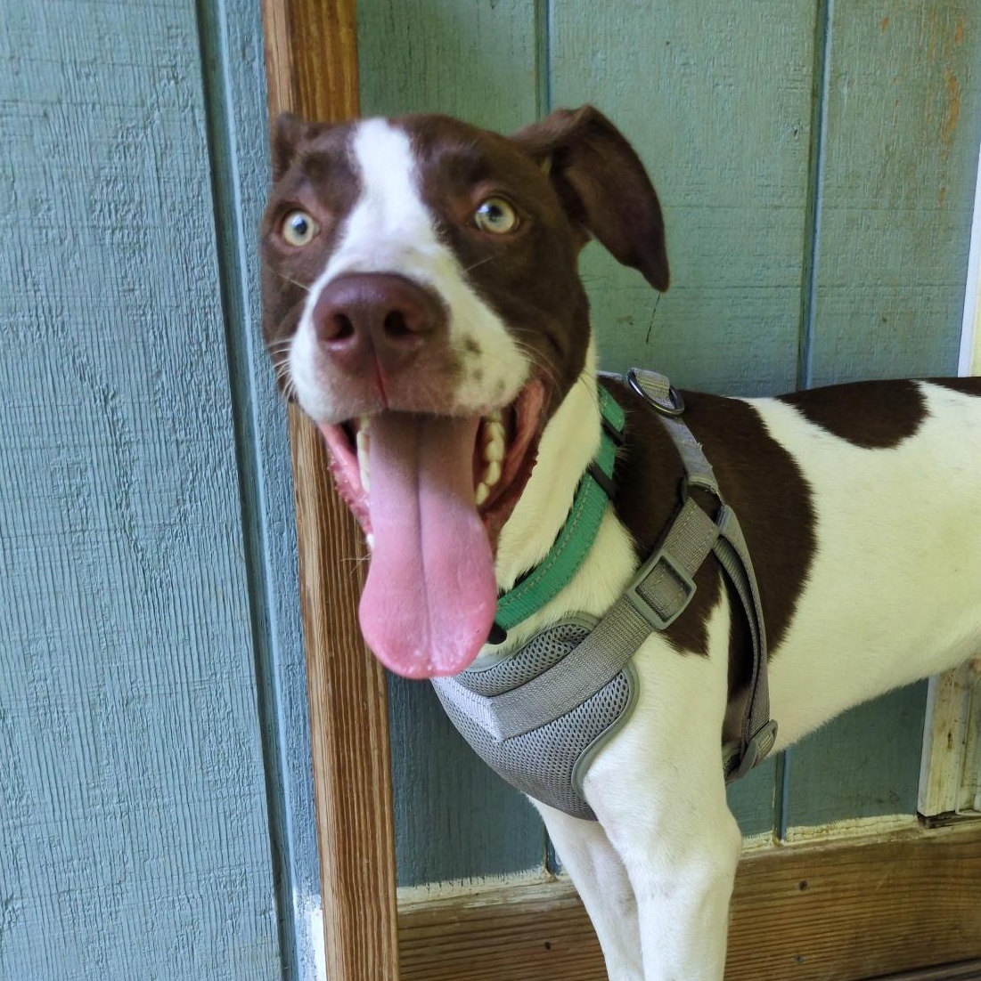 Enlarge Finny, a Adoptable mixed breed in Purchase, NY image 1/5