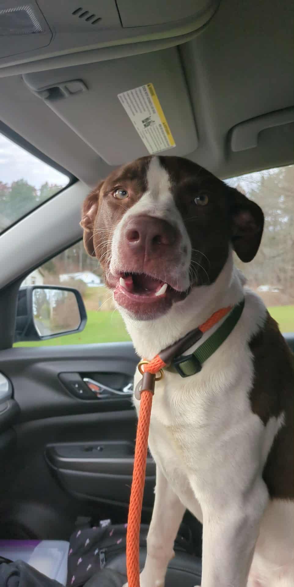 Enlarge Finny, a Adoptable mixed breed in Purchase, NY image 2/5