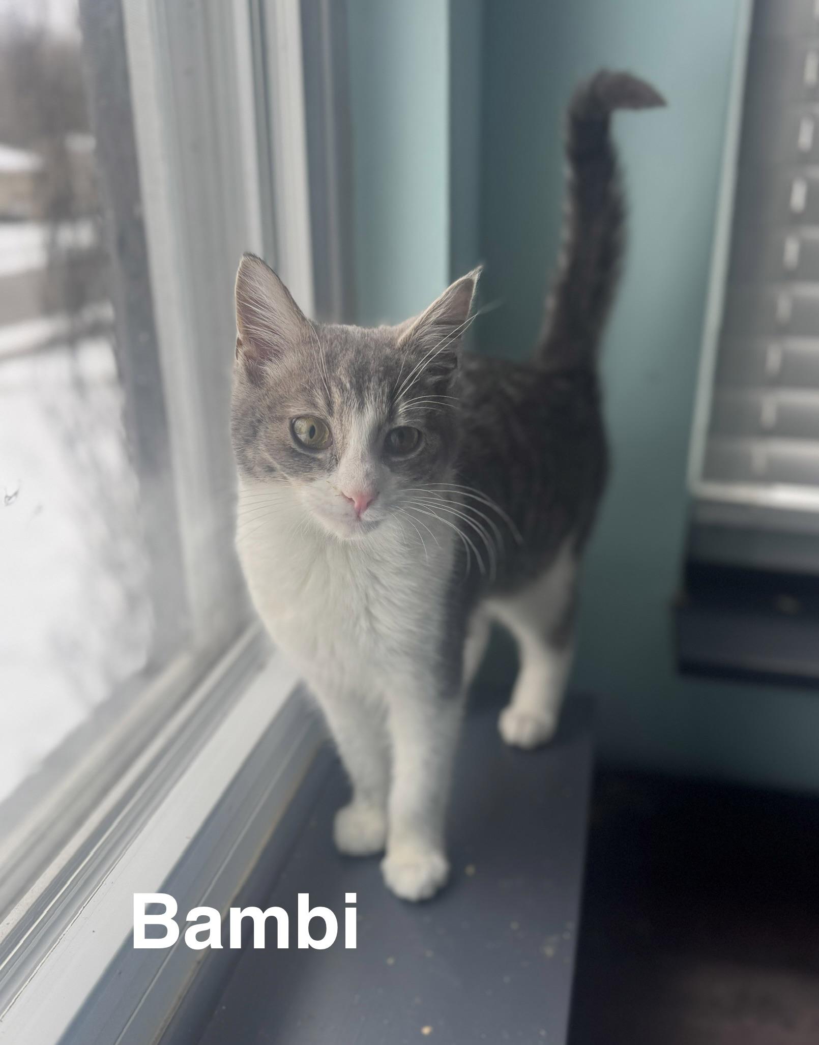 Bambi, ADOPTABLE, Kitten Male American Shorthair.