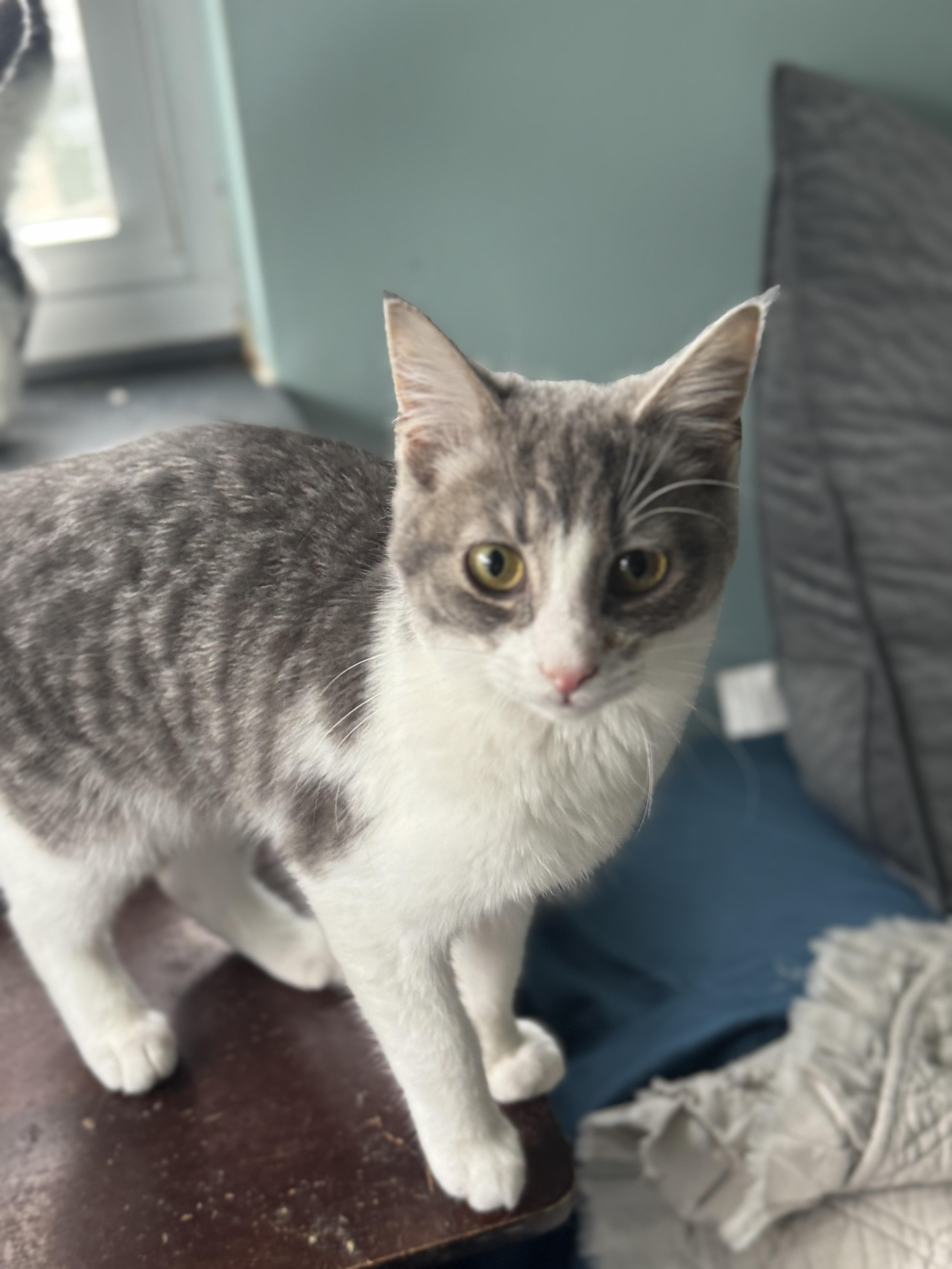 Enlarge Bambi, a ADOPTABLE mixed breed in Massillon, OH image 2/2