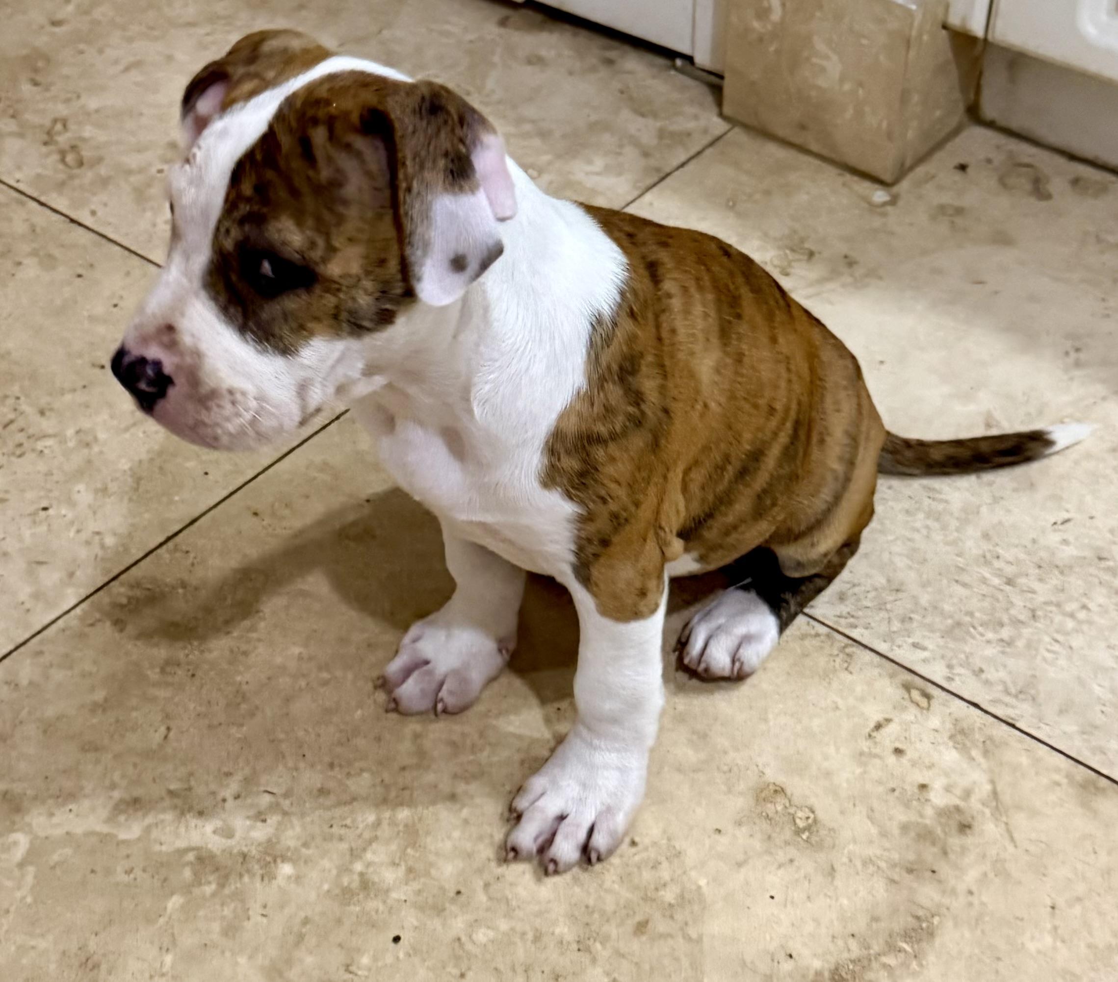CC cute puppy girl, an adopted American Bulldog in Boca Raton, FL image 2/6