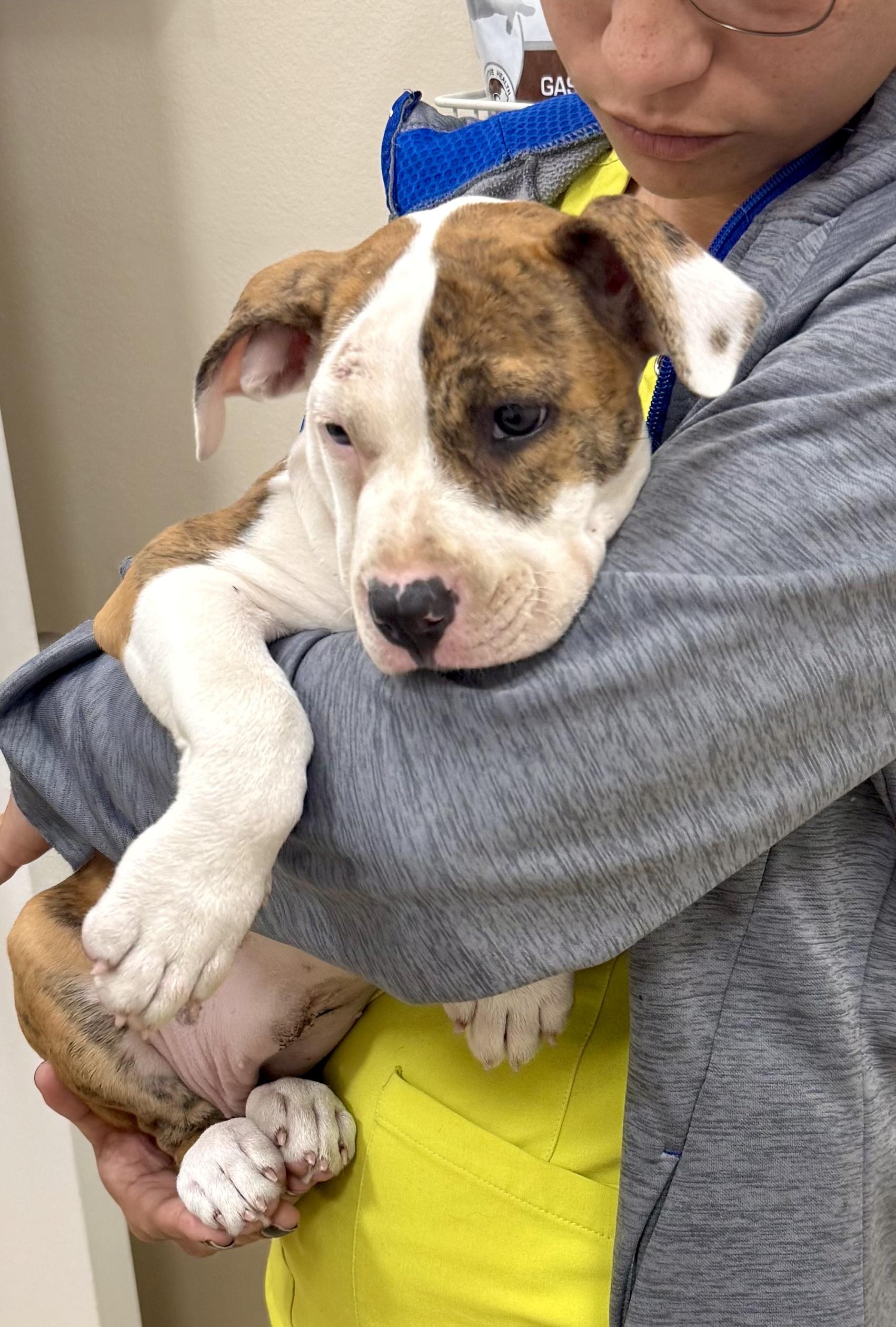 CC cute puppy girl, an adopted American Bulldog in Boca Raton, FL image 5/6