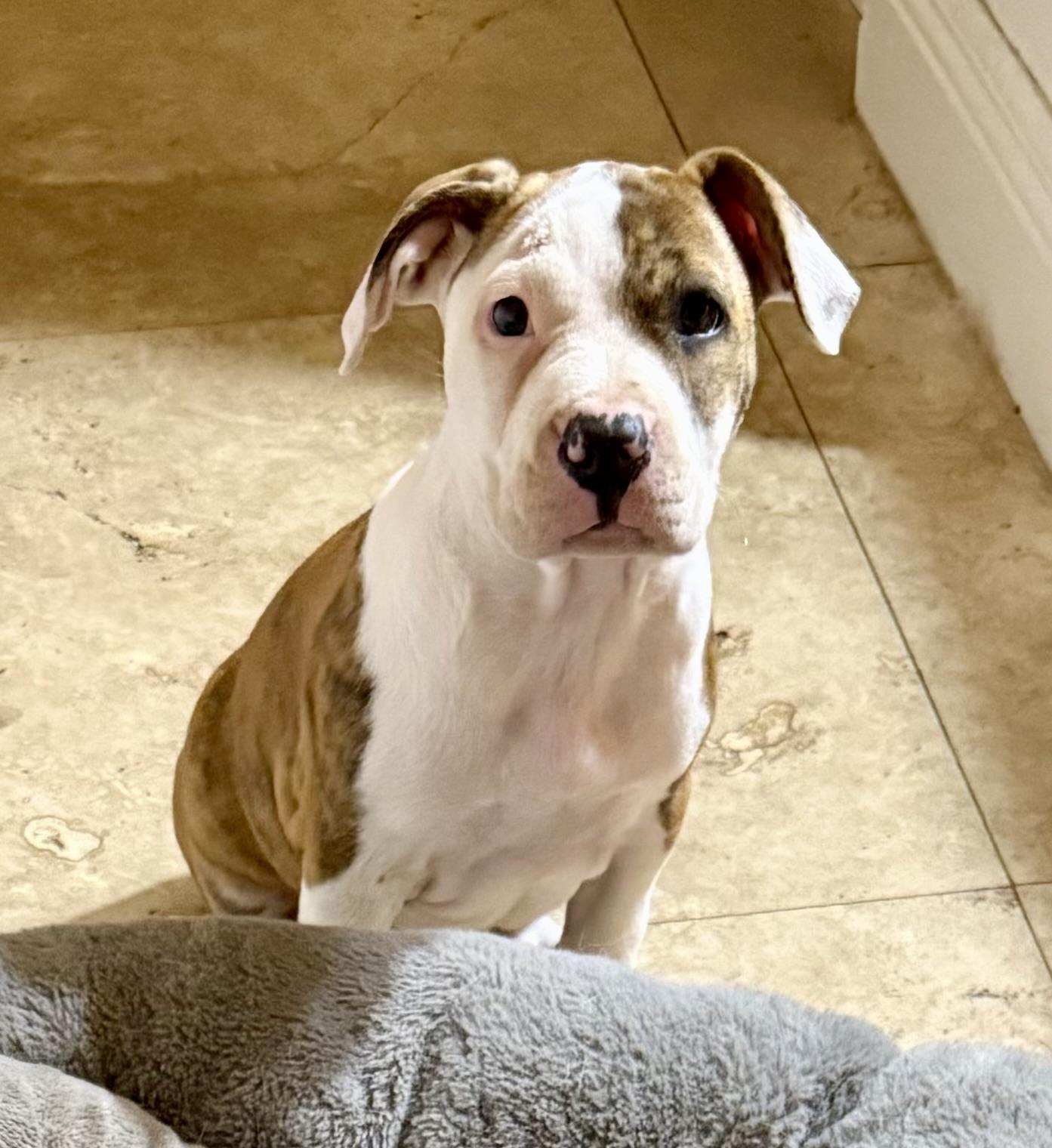 CC cute puppy girl, an adopted American Bulldog in Boca Raton, FL image 1/6