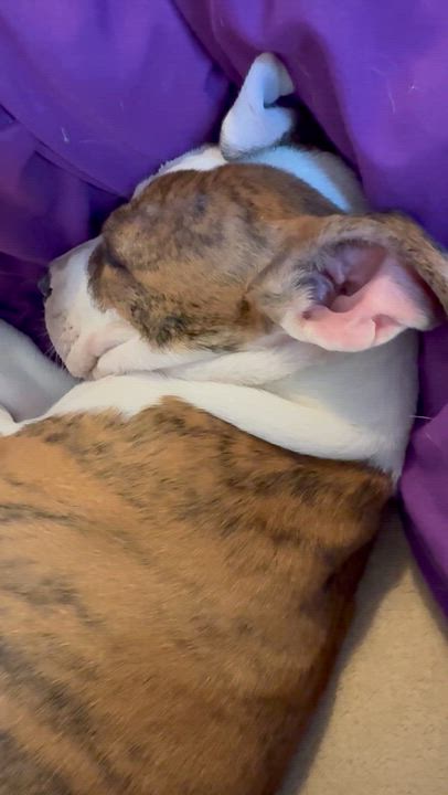 Enlarge CC cute puppy girl, an adopted American Bulldog in Boca Raton, FL video 3/6