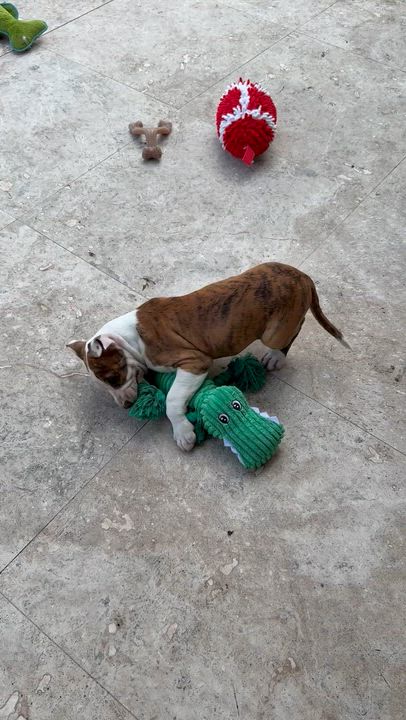 Enlarge CC cute puppy girl, an adopted American Bulldog in Boca Raton, FL video 4/6