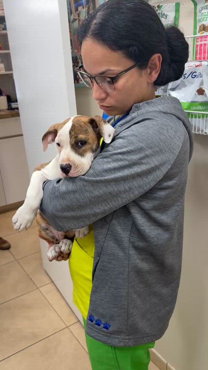 Enlarge CC cute puppy girl, an adopted American Bulldog in Boca Raton, FL video 6/6